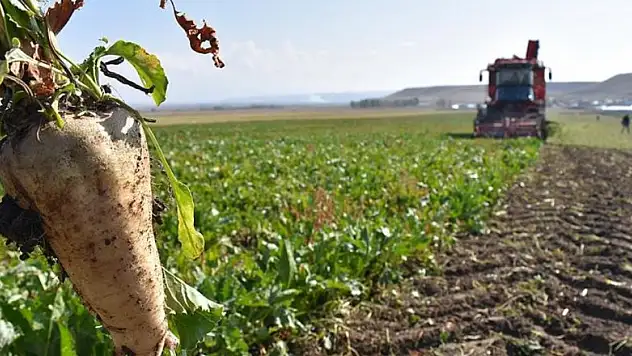 Şeker pancarı alım fiyatı belli oldu