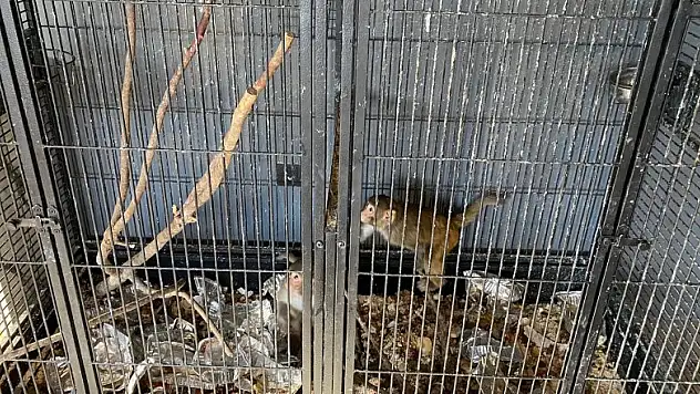 Konya'da beslenmesi yasak olan 2 maymun bulundu