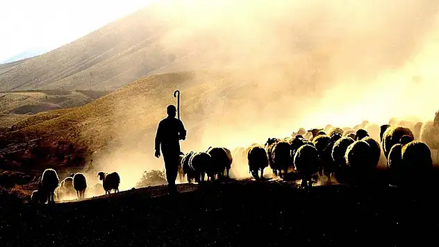 Tarımsal desteklerde gelecek yıl aslan payı hayvancılığın