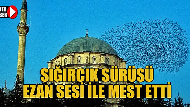 Sığırcık sürüsü ezan sesi ile mest etti