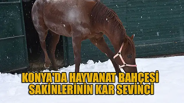 Konya'da hayvanat bahçesi sakinlerinin kar sevinci