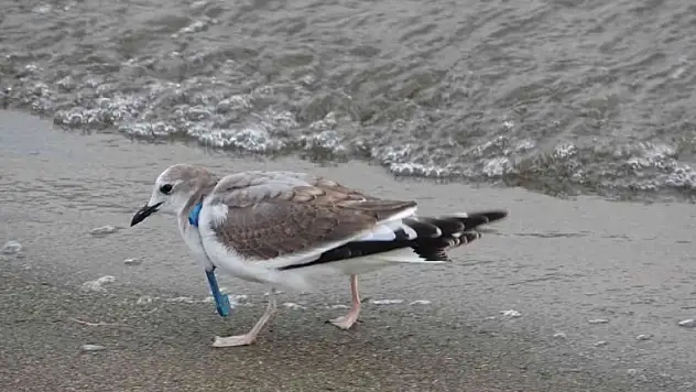 Herkes fotoğrafını çekmek için koştu