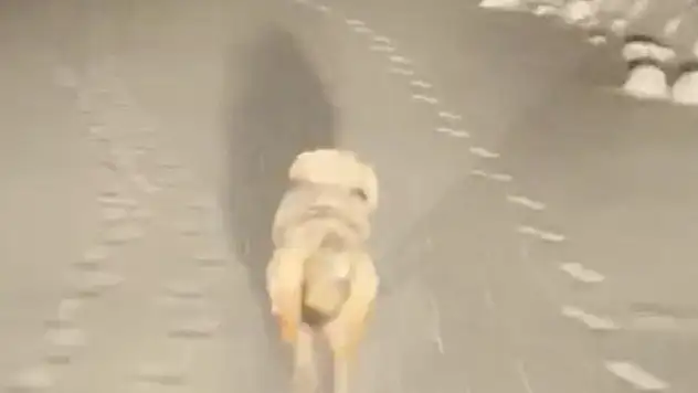 Hasta almaya giden ekiplere kurt eşlik etti