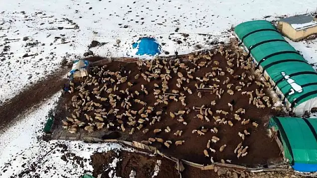 Koyunların kuzulama dönemi başladı