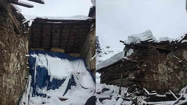 Konya'da besihanenin çökmesi sonucu iki hayvan telef oldu