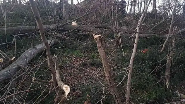 Kestiği ağacın altında kalan yaşlı adam hayatını kaybetti