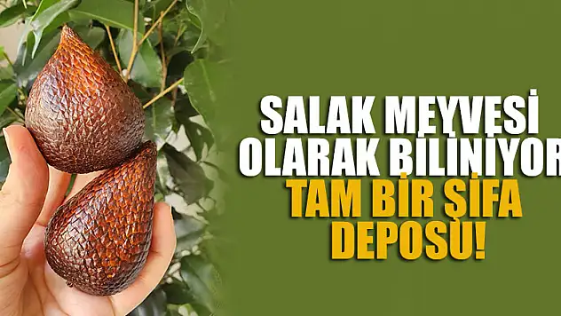 Salak meyvesi olarak biliniyor, tam bir şifa deposu!