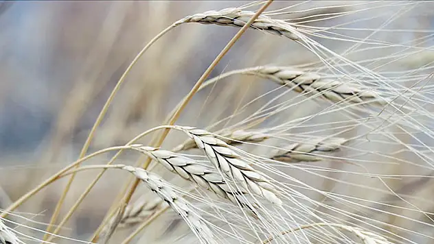 Artan enerji maliyetleri buğday fiyatları üzerinde yükseliş baskısı oluşturuyor