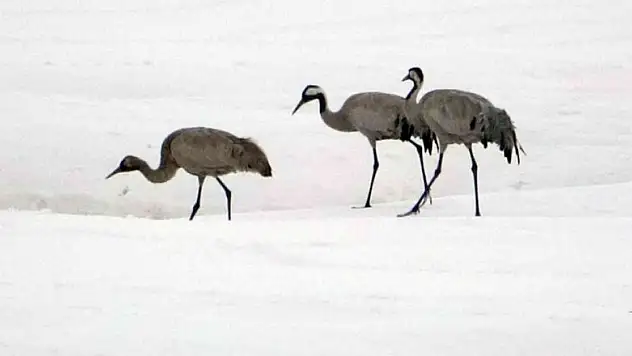 Turnalar 30 yıl aradan sonra Yüksekova'ya yeniden geldi
