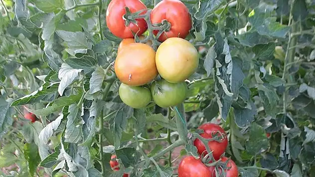 Rusya'ya sebze meyve ihracatında nakliye sorununa çözüm aranıyor