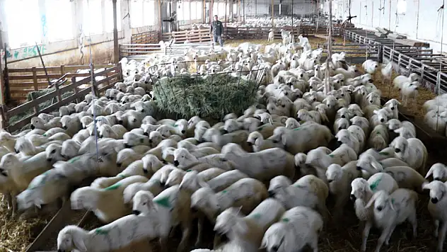 Gözlü Tarım İşletmesinde 'ikiz kuzu' bereketi