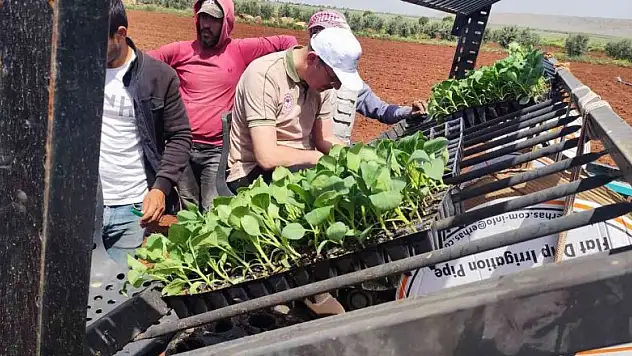 Kilis'te 'zabaran patlıcanı' dikimi başladı