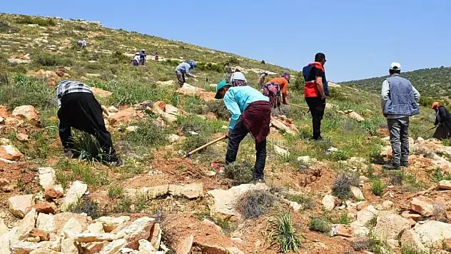 Kilis bal ormanında çalışmalar sürüyor