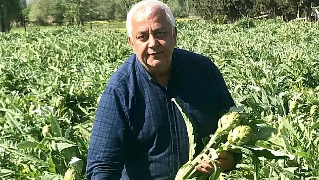 Kazdağları'nın eteklerinde enginar hasadı başladı