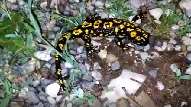 Tunceli'de lekeli Türk semenderi görüntülendi