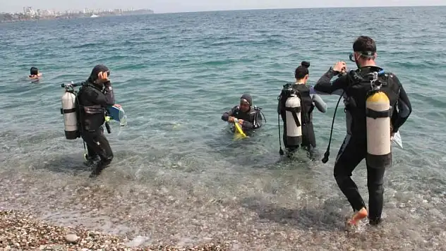 Dünyaca ünlü sahilde deniz kestaneleri koloni olarak görüntülendi