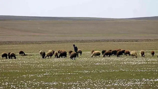 Bayburt'ta yaylalar koyun sürüleriyle renklendi