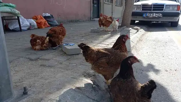 KKKA hastalığına karşı en etkili önlem olan tavuklar rağbet görmeye devam ediyor