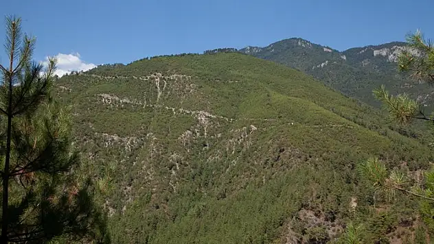 Yanan ormanlar yeniden yeşerdi