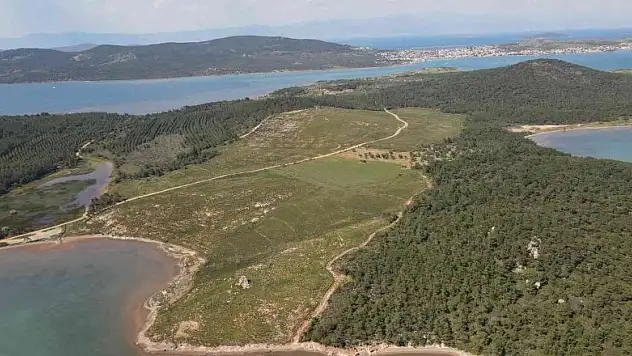 Ayvalık'ta yanan ormanlık alanlarda yeşil yeniden hayat buluyor