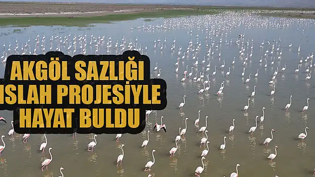 Akgöl Sazlığı ıslah projesiyle hayat buldu
