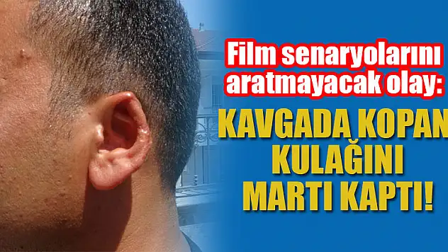 Film senaryolarını aratmayacak olay: Kavgada kopan kulağını martı kaptı