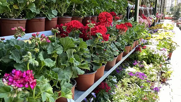 Pandemi dönemindeki bitkilere artan ilgi azaldı