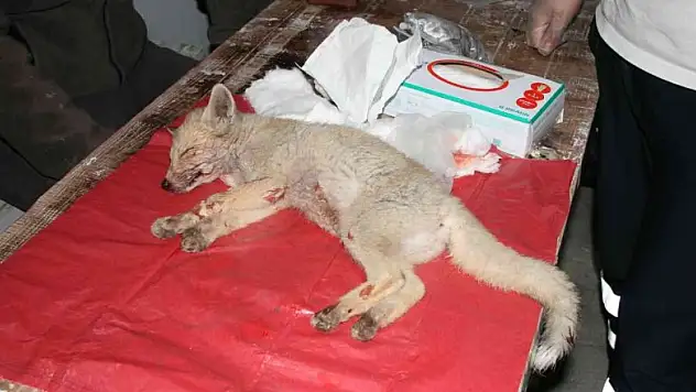 Çarptığı yavru tilkiyi 112 Acil Servis İstasyonuna götürdü