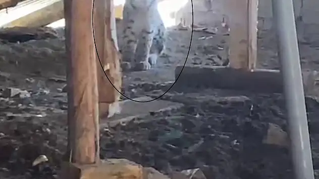 Ormanın hayaleti bu kez de ahırın çatısında görüldü