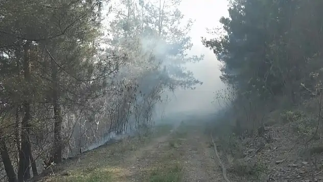 Orman yangını paniğe sebep oldu