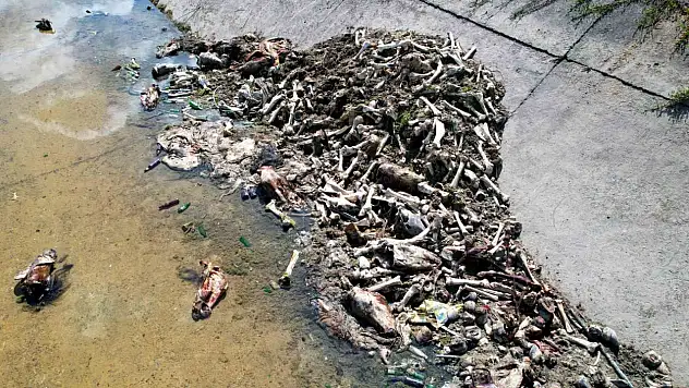 Adana'da at ve eşek eti skandalı