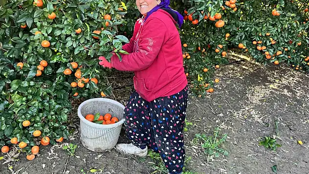 Adana'da mandalinası dünyayı geziyor