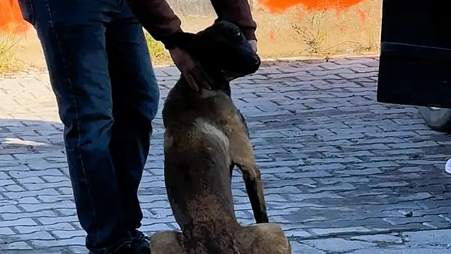 Afyonkarahisar'da köpek dehşeti: Kadının kolu koptu!