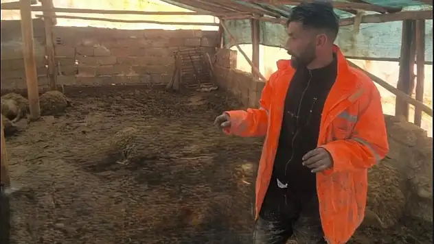 Ağıla girdi onlarca koyunu telef etti!