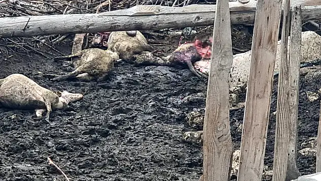 Ağıla giren kurt katliam yaptı!