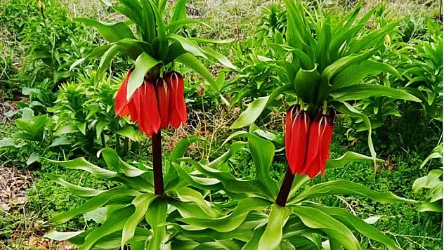 Ağlayan Gelin'e dokunan yandı