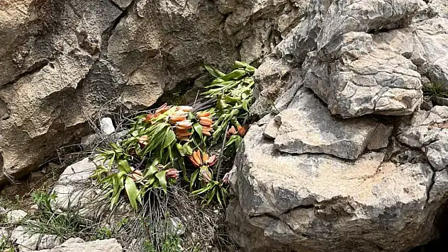 Ağlayan geline vicdansız saldırı: 700 bin TL'lik ceza bile durduramadı