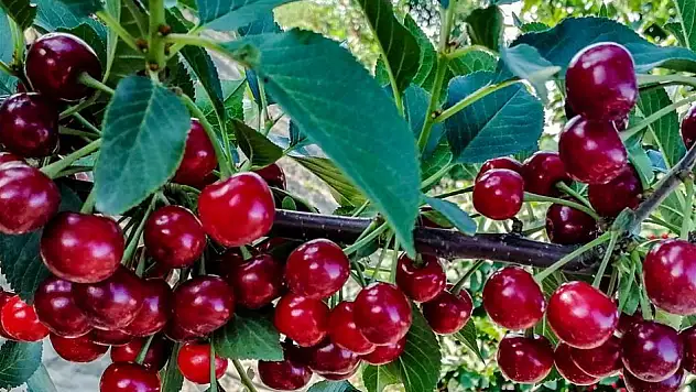 Akşehir'de ilk kiraz hasat edildi