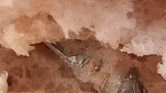 Aldıkları ekmeğin içinden çıkan şeyi görünce şoke oldular