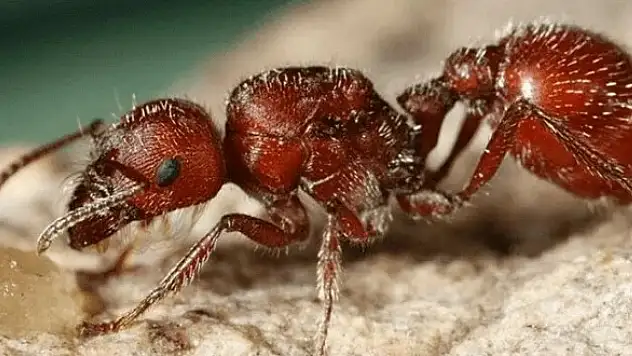 Aman Dikkat! Bu karınca sizi öldürebilir!