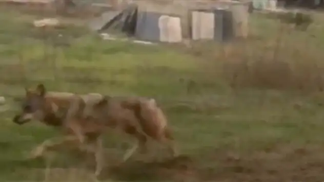 Ankara'da ilçeye kurt indi