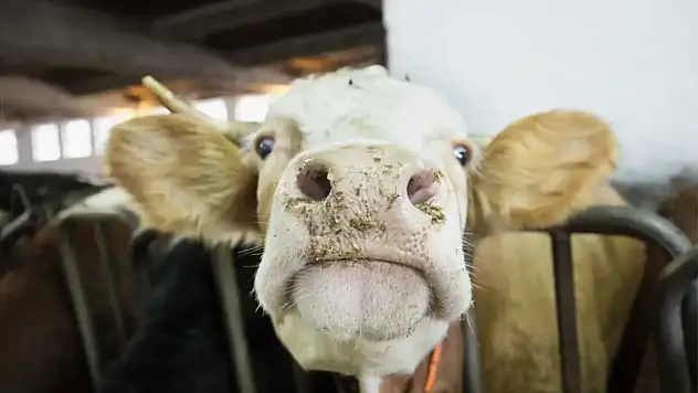 Ankara'dan sonra Bolu'da 'Deli Dana' hastalığı alarmı verildi: Testler endişe yarattı!