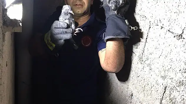 Apartman boşluğuna düşen kuşlar kurtarıldı!