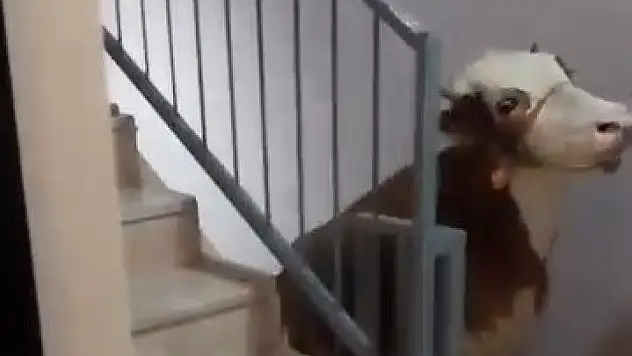 Apartmanda ilginç bayram hazırlığı: 6 kat merdiven tırmandı