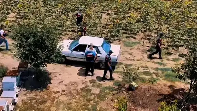 Arazilerine kenevir eken şahıslara jandarmadan operasyon