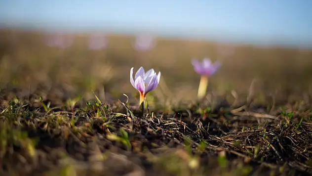 Ardahan'da kardelenler doğayı renklendiriyor