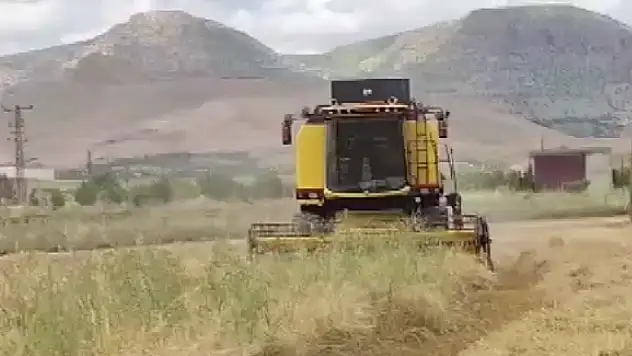 Arpada İlk hasat gram altınla ödüllendirildi