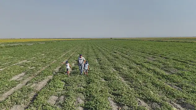 Ata tohumuyla yetiştirildi: Rekolte beklentisi ikiye katlandı