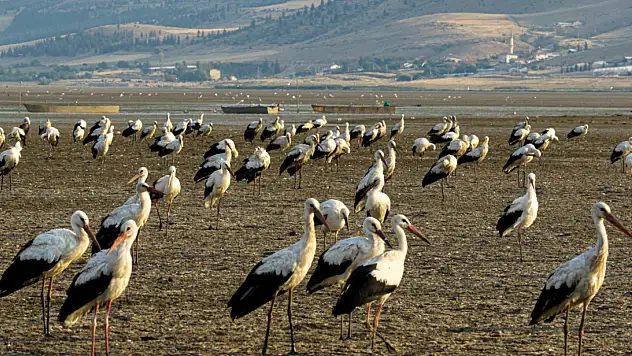 Avrupa ve Afrika'ya göç ederken, Konya'da konaklıyorlar!