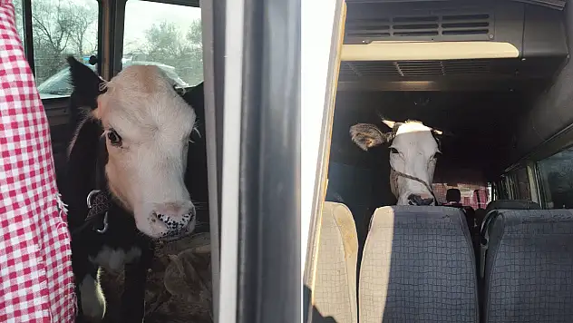 Aydın'da sabah ahıra beslemeye girdiği hayvanlarını Konya'da buldu